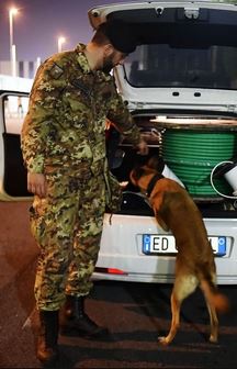 dogexpo